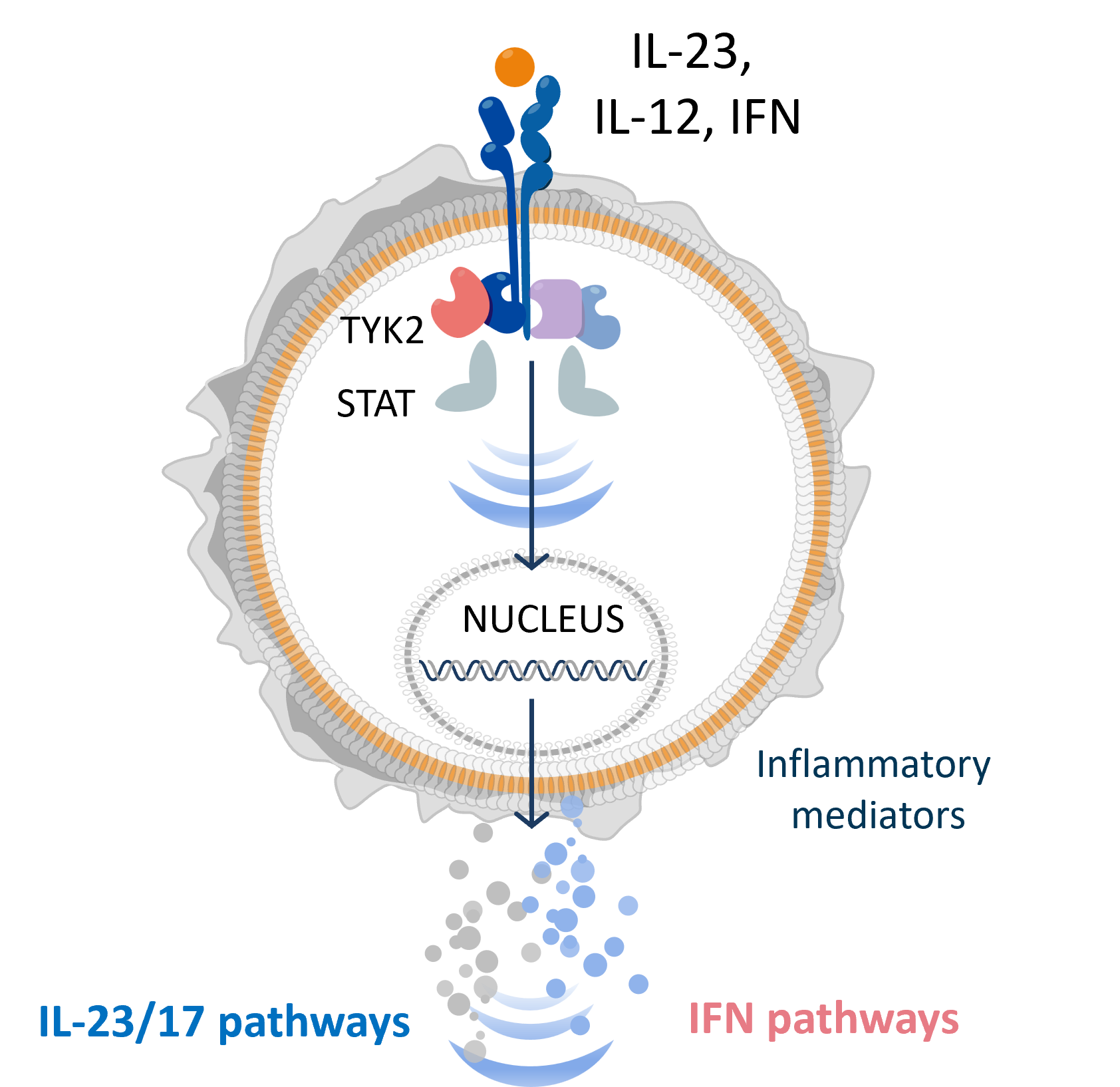 the role of TYK2 