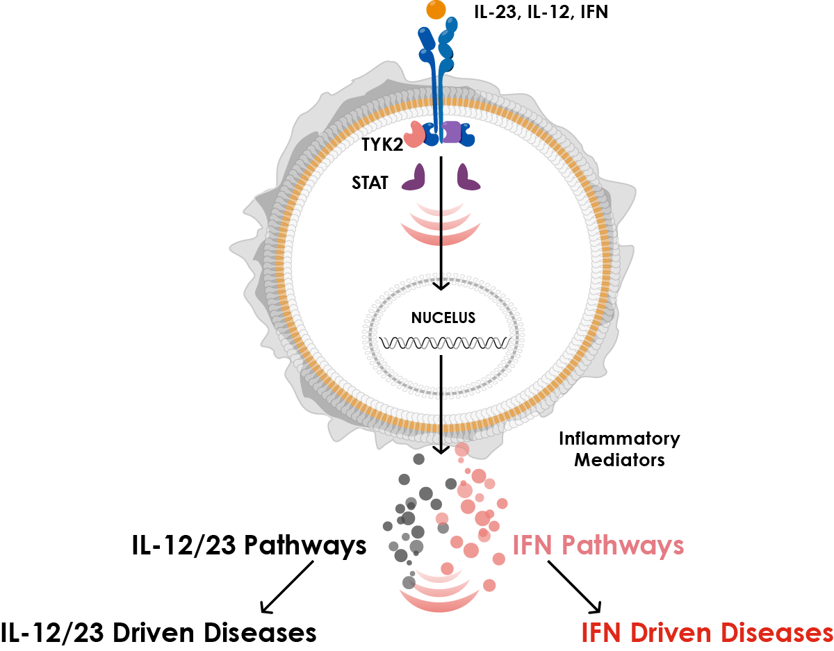 the role of TYK2